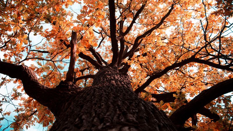 oak, tree, branches, leaves, yellow, autumn, 4k