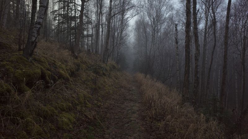forest, path, fog, trees, nature, 4k