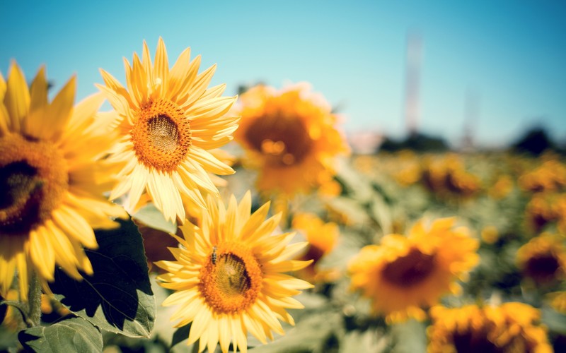 sunflower, flowers, garden, nature