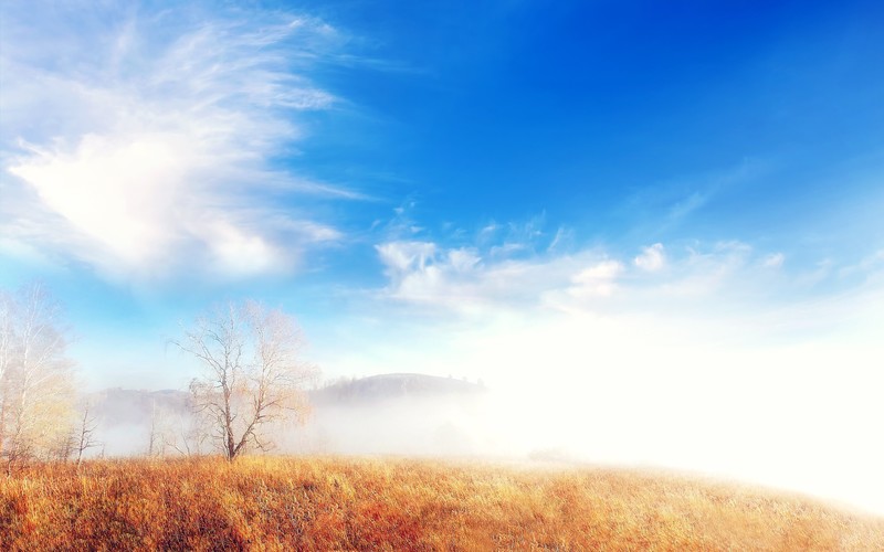 nature, fog, trees, cloud, landscape