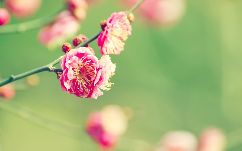 nature, flowers