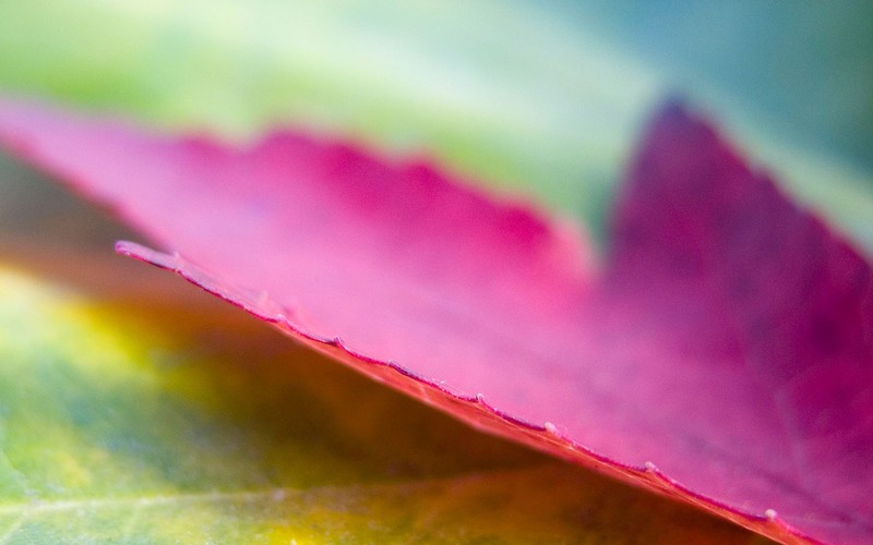 nature, leaf