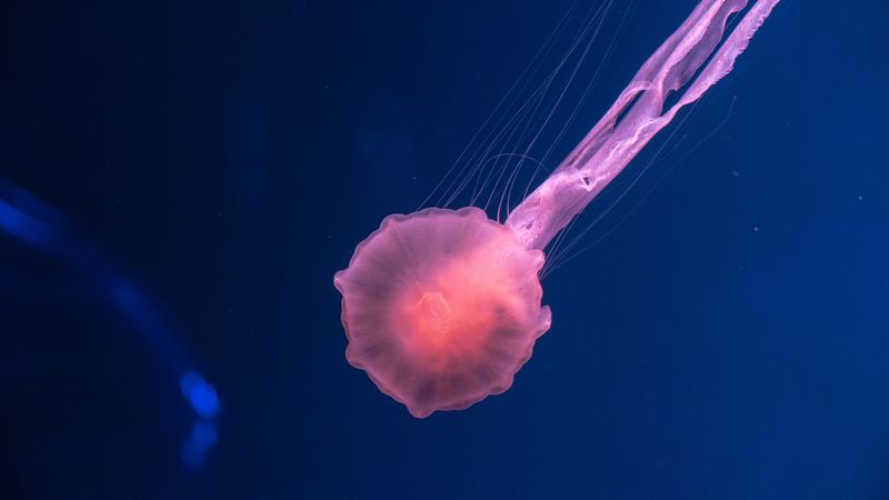 jellyfish, pink, transparent, sea, underwater world, 4k