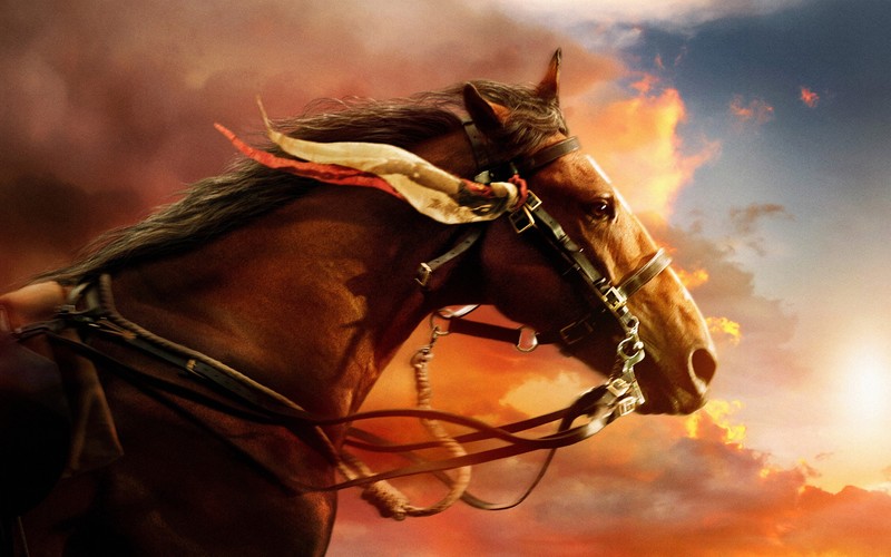 war, horse, animals