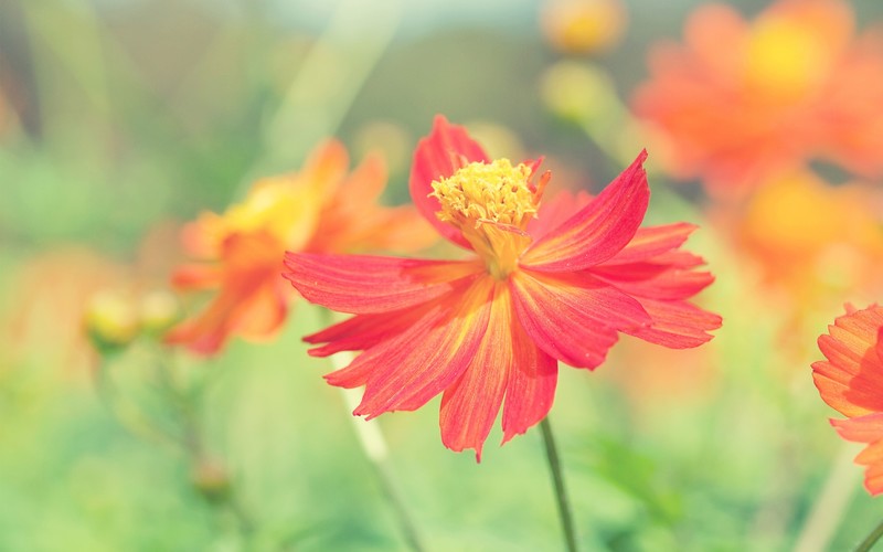 flowers, autumn