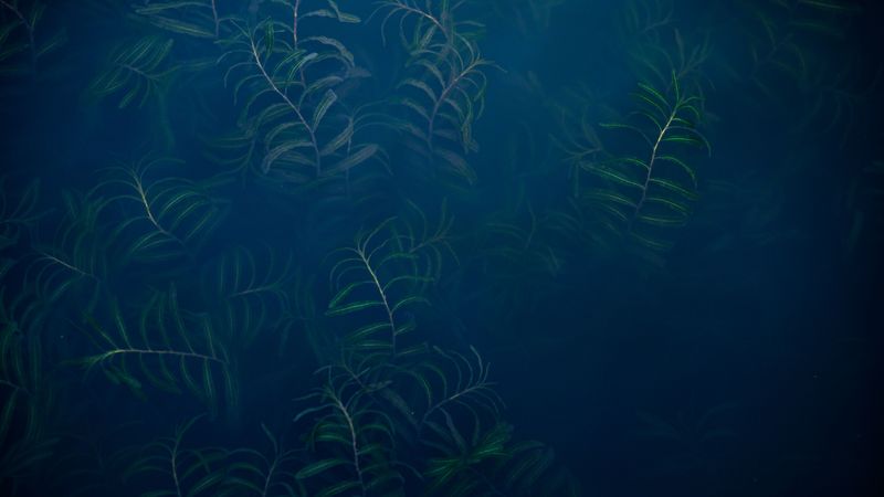 plant, fog, leaves, green, 4k