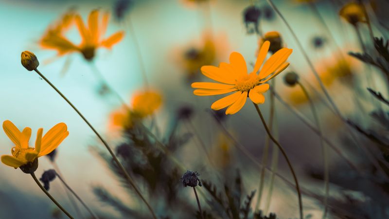 flowers, yellow, bloom, close-up, 4k