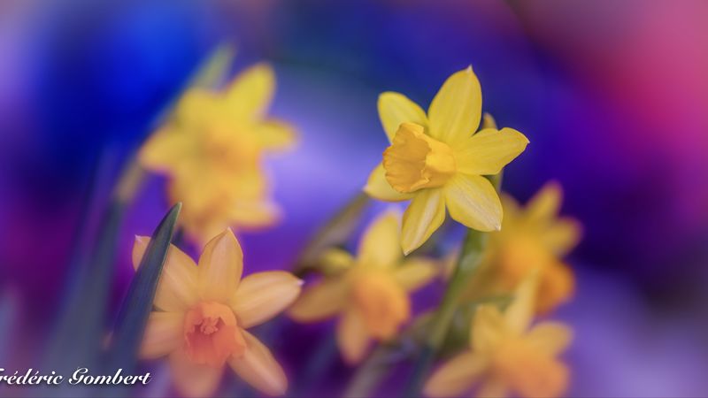 daffodils, flowers, yellow, macro, spring, 4k