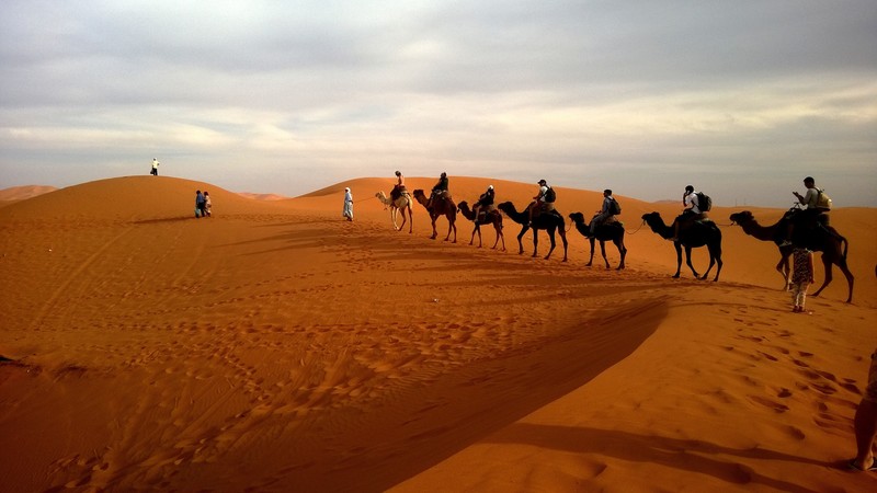 camel, animals, desert