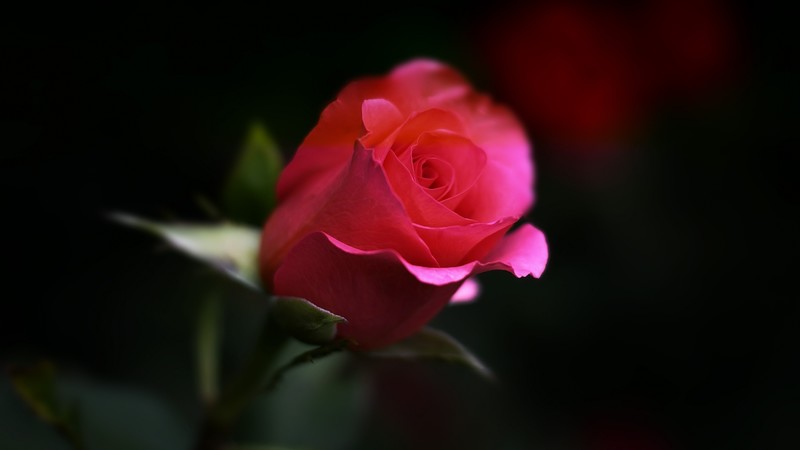flowers, rose