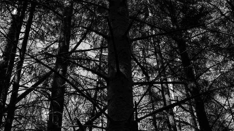 trees, forest, bw, nature, 4k