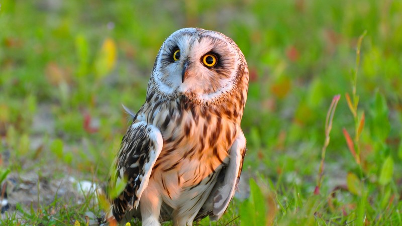 owl, predator, birds