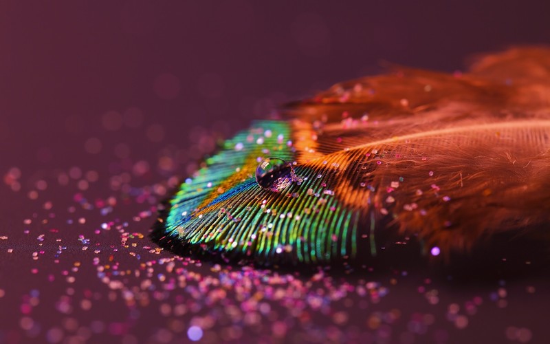 feather, drop, nature