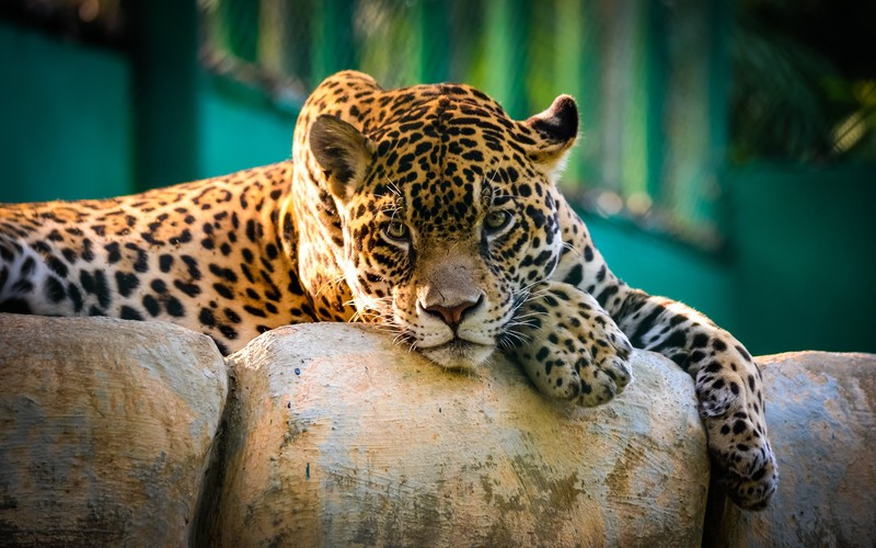 animals, cheetah