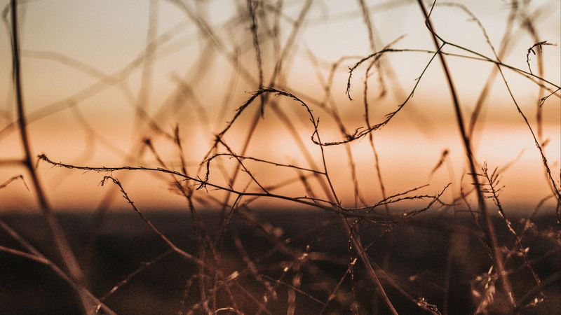 plants, branches, macro, dusk, 4k