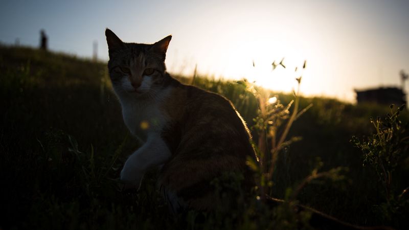 cat, grass, pet, spotted, 4k