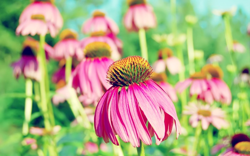 flowers, purple