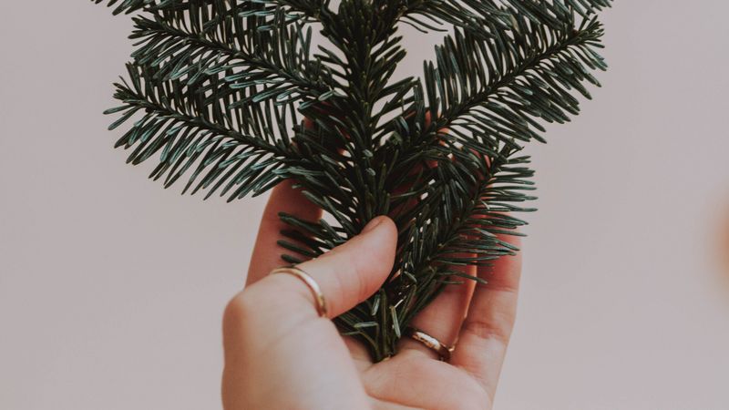 hand, branch, spruce, needles, 4k