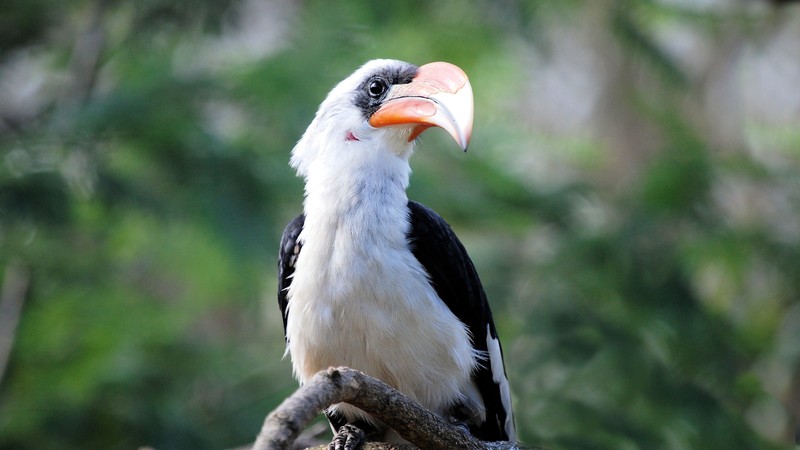 birds