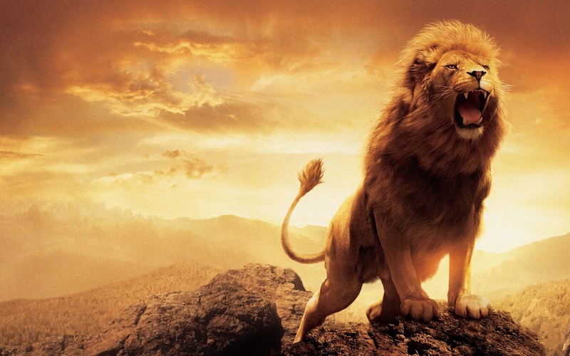 narnia, lion, movies