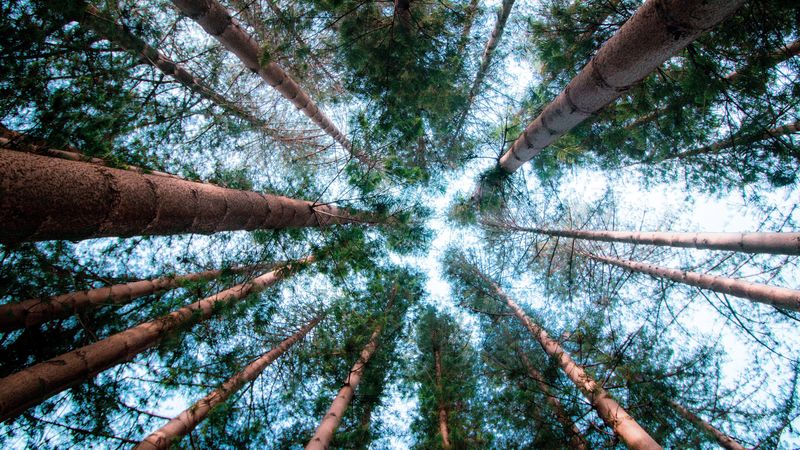 pines, trees, sky, forest, 4k