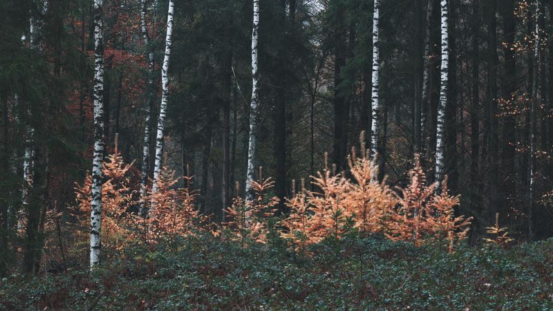 forest, trees, fog, nature, 4k