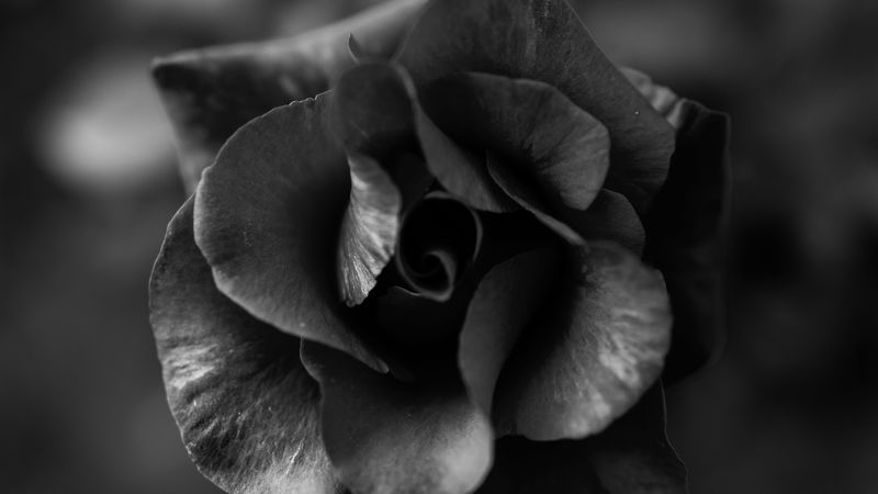 rose, flower, bw, macro, closeup, 4k