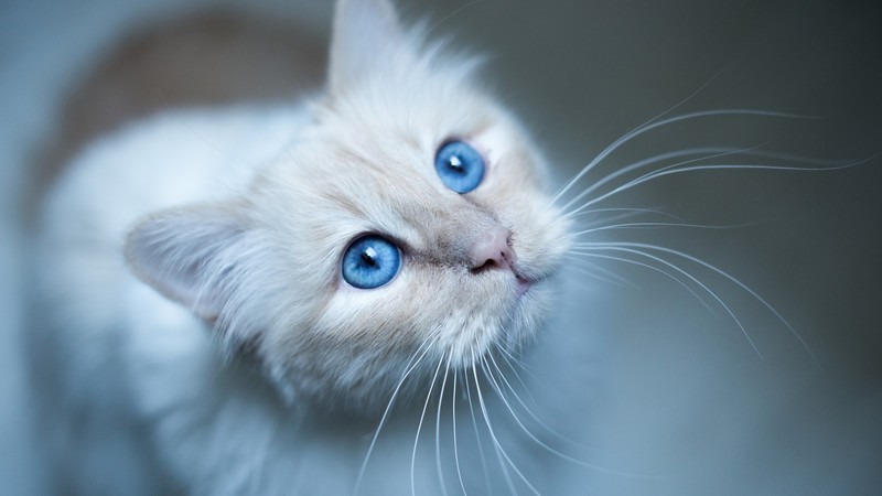 cat, animals