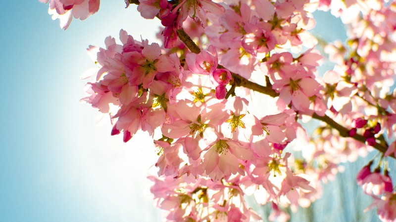 flowers, nature, sky, light