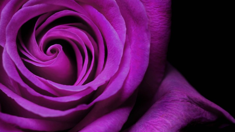 rose, petals, flowers