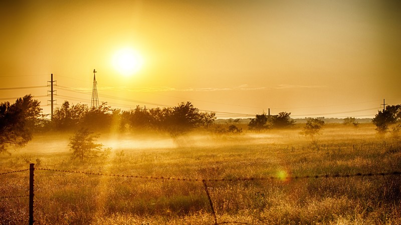 grass, summer, light, nature, dawn