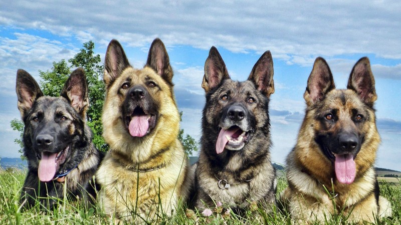 german shepherd, animals, dog