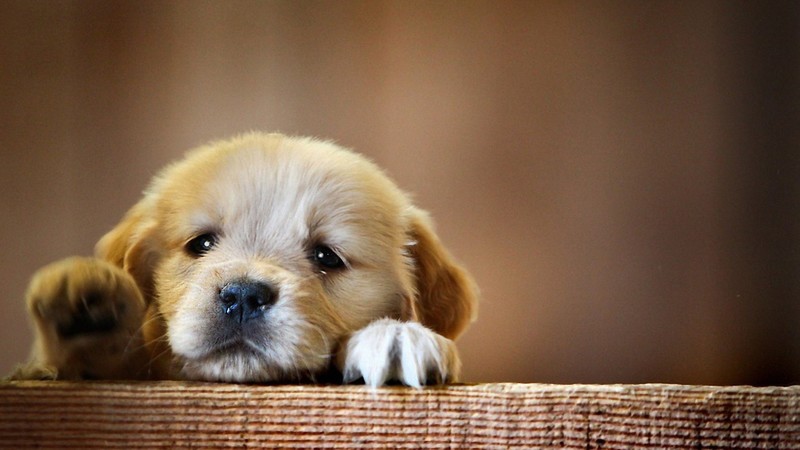 dog, animals, puppy