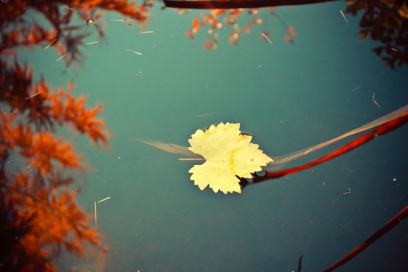 leaf, nature