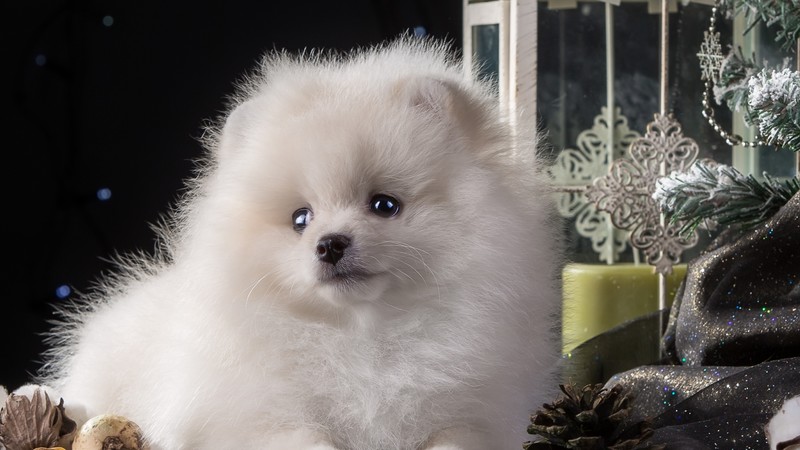 dog, puppy, cute, animals