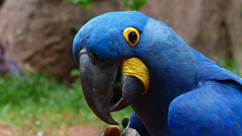 birds, macaw, parrot