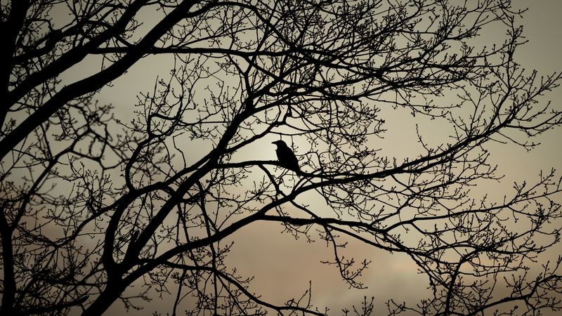 crow, bird, branches, bw, 4k