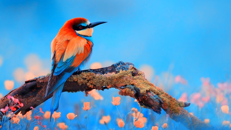 bee eater, colorful, birds