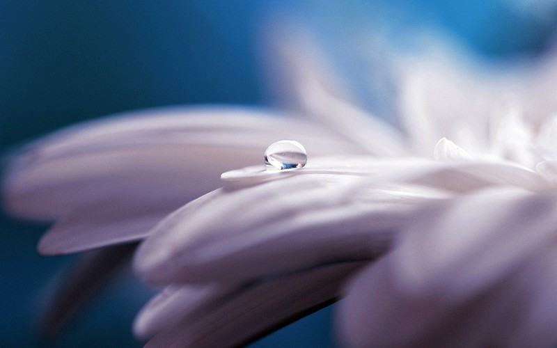 flowers, water, drop, nature