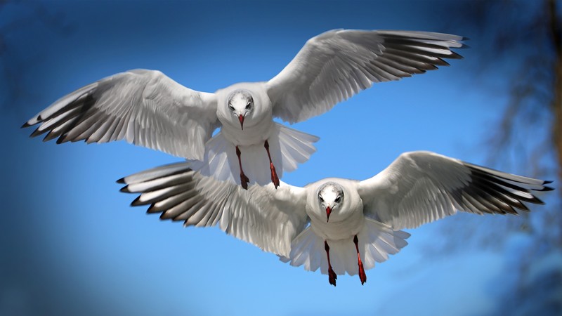 birds, flying
