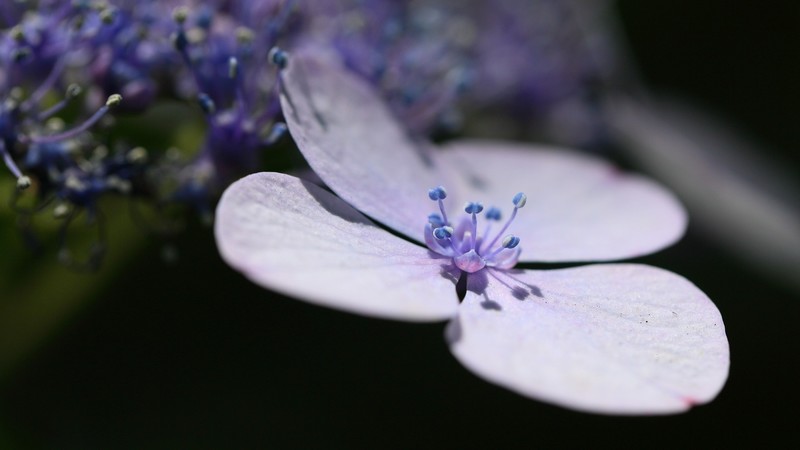 flowers, petals, lavender