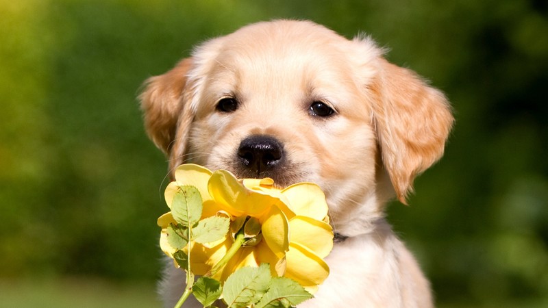 labrador retriever, dog, animals, petals, puppy