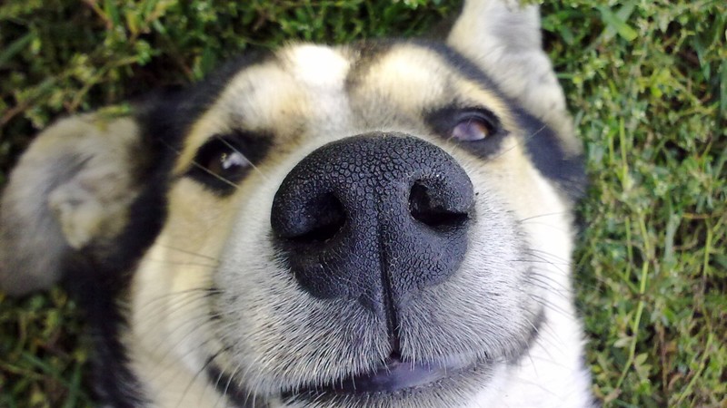 dog, nose, funny