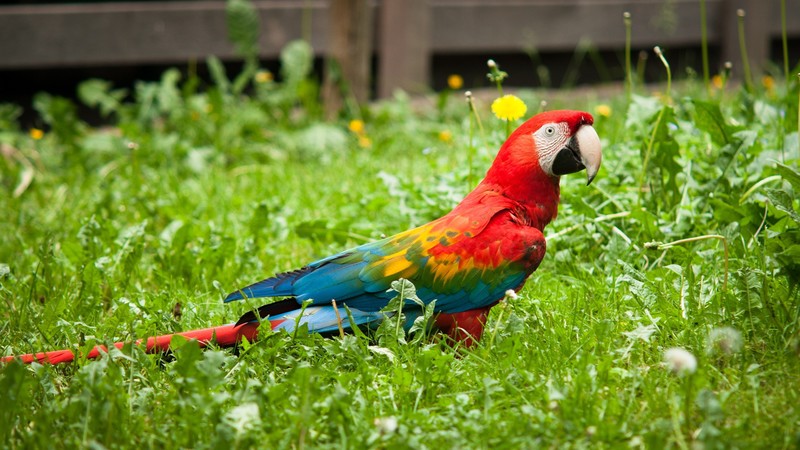 colorful, parrot, birds