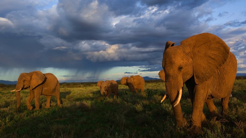 elephant, animals