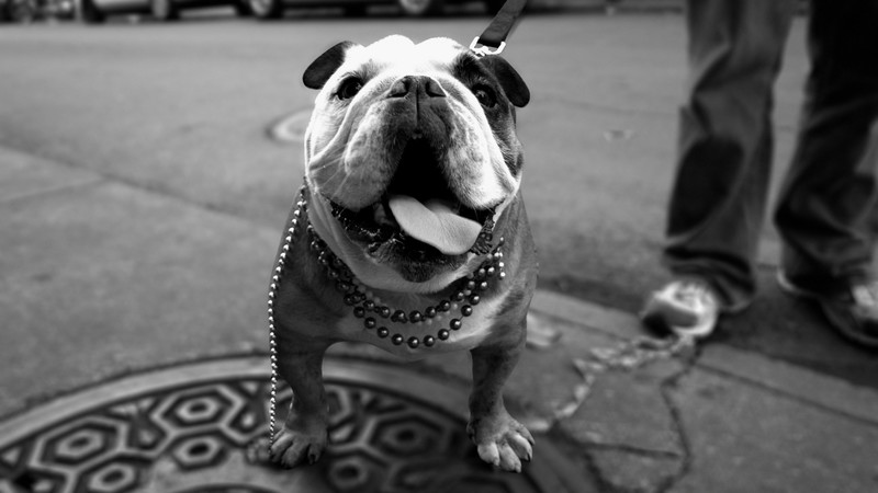 bull dog, animals, dog