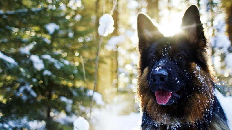 german shepherd, animals, cute, dog