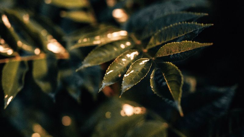 leaves, wet, macro, green, plant, 4k