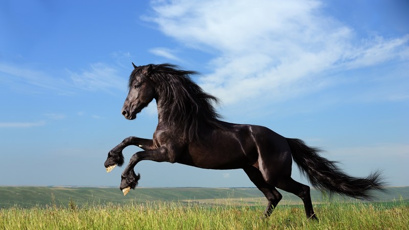 jump, black, horse, animals