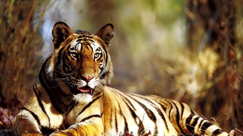 tiger, autumn, animals, predator, king